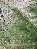 Canon PowerShot A590 IS, 2009:04:24 10:15:28 -- 1/200 sec, f/4.0.  No Flash, Auto.3264x2448 Red-Eye Reduction (Auto).