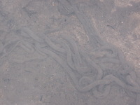 Canon PowerShot A590 IS, 2009:04:24 10:22:22 -- 1/60 sec, f/5.5.  Flash, Auto, Red-Eye Reduce.3264x2448 Red-Eye Reduction (Auto).