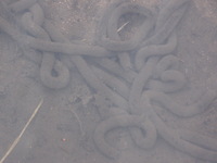 Canon PowerShot A590 IS, 2009:04:24 10:22:41 -- 1/40 sec, f/5.5.  No Flash, Compulsory.3264x2448 Off.