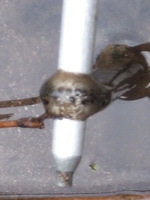 Canon PowerShot A590 IS, 2009:04:24 10:23:59 -- 1/40 sec, f/5.5.  No Flash, Compulsory.3264x2448 Off.