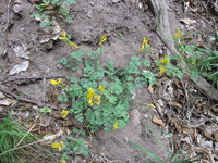 Canon PowerShot A590 IS, 2009:04:24 10:28:27 -- 1/60 sec, f/2.8.  No Flash, Auto.3264x2448 Red-Eye Reduction (Auto).