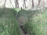 Canon PowerShot A590 IS, 2009:04:24 11:29:34 -- 1/60 sec, f/3.2.  No Flash, Auto.3264x2448 Red-Eye Reduction (Auto).