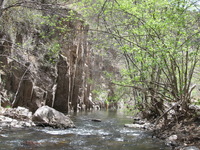 Canon PowerShot A590 IS, 2009:04:24 12:13:24 -- 1/100 sec, f/4.0.  No Flash, Auto.3264x2448 Red-Eye Reduction (Auto).