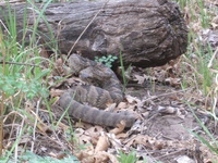 Canon PowerShot A590 IS, 2009:04:24 12:16:43 -- 1/60 sec, f/5.5.  No Flash, Auto.3264x2448 Red-Eye Reduction (Auto).