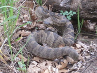 Canon PowerShot A590 IS, 2009:04:24 12:17:13 -- 1/60 sec, f/5.5.  No Flash, Auto.3264x2448 Red-Eye Reduction (Auto).