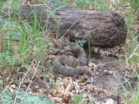 Canon PowerShot A590 IS, 2009:04:24 12:17:42 -- 1/60 sec, f/5.5.  No Flash, Auto.3264x2448 Red-Eye Reduction (Auto).