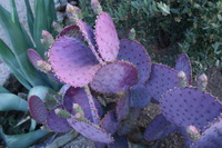 Canon EOS DIGITAL REBEL, 2009:04:30 22:05:34 -- 1/4 sec, f/3.5.  No Flash.3072x2048 Off.