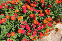 Canon EOS 5D Mark II, 2009:12:23 04:00:26 -- 1/160 sec, f/9.0.  No Flash, Compulsory.5616x3744 Off.