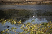 Canon EOS 5D Mark II, 2009:12:23 05:49:59 -- 1/400 sec, f/7.1.  No Flash, Compulsory.5616x3744 Off.