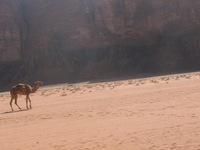 Canon PowerShot A590 IS, 2010:04:14 09:43:44 -- 1/800 sec, f/4.0.  No Flash, Auto.3264x2448 Red-Eye Reduction (Auto).