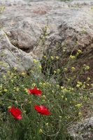 Canon EOS DIGITAL REBEL XSi, 2010:04:08 14:11:14 -- 1/400 sec, f/7.1.  No Flash, Compulsory.3088x2056 Off.