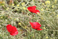 Canon EOS DIGITAL REBEL XSi, 2010:04:08 14:11:25 -- 1/400 sec, f/6.3.  No Flash, Compulsory.3088x2056 Off.