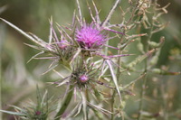 Canon EOS DIGITAL REBEL XSi, 2010:04:08 14:11:44 -- 1/320 sec, f/6.3.  No Flash, Compulsory.3088x2056 Off.