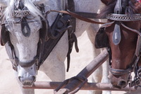 Canon EOS DIGITAL REBEL XSi, 2010:04:08 15:01:03 -- 1/1250 sec, f/13.0.  No Flash, Compulsory.3088x2056 Off.