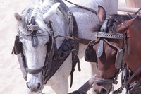 Canon EOS DIGITAL REBEL XSi, 2010:04:08 15:01:07 -- 1/1250 sec, f/11.0.  No Flash, Compulsory.3088x2056 Off.