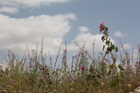 Canon EOS DIGITAL REBEL XSi, 2010:04:08 15:50:03 -- 1/400 sec, f/13.0.  No Flash, Compulsory.3088x2056 Off.