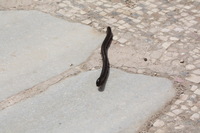 Canon EOS DIGITAL REBEL XSi, 2010:04:08 16:05:17 -- 1/1600 sec, f/11.0.  No Flash, Compulsory.3088x2056 Off.