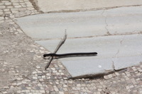 Canon EOS DIGITAL REBEL XSi, 2010:04:08 16:05:43 -- 1/1250 sec, f/10.0.  No Flash, Compulsory.3088x2056 Off.