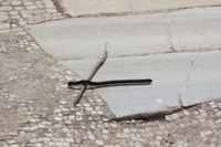 Canon EOS DIGITAL REBEL XSi, 2010:04:08 16:05:43 -- 1/1250 sec, f/10.0.  No Flash, Compulsory.3088x2056 Off.