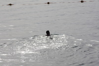 Canon EOS DIGITAL REBEL XSi, 2010:04:08 20:08:23 -- 1/500 sec, f/10.0.  No Flash, Compulsory.3088x2056 Off.