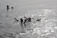 Canon EOS DIGITAL REBEL XSi, 2010:04:08 20:08:57 -- 1/500 sec, f/10.0.  No Flash, Compulsory.3088x2056 Off.