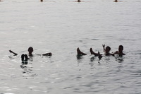 Canon EOS DIGITAL REBEL XSi, 2010:04:08 20:09:47 -- 1/500 sec, f/10.0.  No Flash, Compulsory.3088x2056 Off.