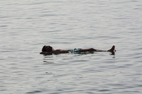 Canon EOS DIGITAL REBEL XSi, 2010:04:08 20:09:57 -- 1/640 sec, f/8.0.  No Flash, Compulsory.3088x2056 Off.