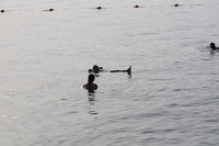 Canon EOS DIGITAL REBEL XSi, 2010:04:08 20:10:40 -- 1/500 sec, f/10.0.  No Flash, Compulsory.3088x2056 Off.