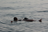 Canon EOS DIGITAL REBEL XSi, 2010:04:08 21:07:17 -- 1/500 sec, f/8.0.  No Flash, Compulsory.3088x2056 Off.