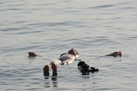 Canon EOS DIGITAL REBEL XSi, 2010:04:08 21:07:46 -- 1/500 sec, f/7.1.  No Flash, Compulsory.3088x2056 Off.