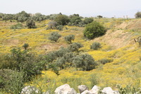 Canon EOS DIGITAL REBEL XSi, 2010:04:09 16:35:29 -- 1/200 sec, f/10.0.  No Flash, Compulsory.3088x2056 Off.