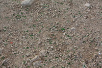 Canon EOS DIGITAL REBEL XSi, 2010:04:09 21:27:56 -- 1/160 sec, f/8.0.  No Flash.3088x2056 External Flash.