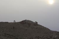 Canon EOS DIGITAL REBEL XSi, 2010:04:09 21:39:16 -- 1/200 sec, f/11.0.  Flash, Compulsory.3088x2056 External Flash.