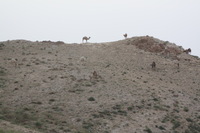 Canon EOS DIGITAL REBEL XSi, 2010:04:09 21:39:44 -- 1/100 sec, f/6.3.  No Flash.3088x2056 External Flash.