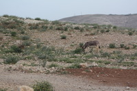 Canon EOS DIGITAL REBEL XSi, 2010:04:09 21:40:29 -- 1/100 sec, f/6.3.  No Flash, Compulsory.3088x2056 Off.