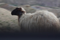 Canon EOS DIGITAL REBEL XSi, 2010:04:09 21:40:56 -- 1/100 sec, f/6.3.  No Flash, Compulsory.3088x2056 Off.