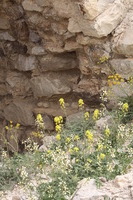 Canon EOS DIGITAL REBEL XSi, 2010:04:10 14:57:09 -- 1/250 sec, f/9.0.  No Flash.3088x2056 External Flash.