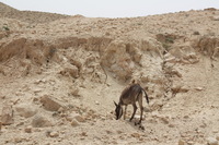 Canon EOS DIGITAL REBEL XSi, 2010:04:10 16:24:58 -- 1/320 sec, f/11.0.  No Flash, Compulsory.3088x2056 Off.