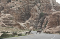 Canon EOS DIGITAL REBEL XSi, 2010:04:10 20:32:41 -- 1/160 sec, f/9.0.  No Flash, Compulsory.3088x2056 Off.