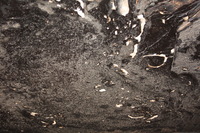 Canon EOS DIGITAL REBEL XSi, 2010:04:10 20:54:30 -- 1/20 sec, f/3.5.  No Flash, Compulsory.3088x2056 Off.