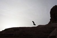 Canon EOS DIGITAL REBEL XSi, 2010:04:10 21:20:02 -- 1/1000 sec, f/11.0.  No Flash, Compulsory.3088x2056 Off.