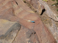 Canon PowerShot SD1100 IS, 2010:04:11 15:56:50 -- 1/800 sec, f/4.9.  No Flash, Auto.3264x2448 Red-Eye Reduction (Auto).