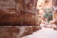 Canon EOS DIGITAL REBEL XSi, 2010:04:11 11:01:29 -- 1/30 sec, f/4.0.  No Flash, Compulsory.3088x2056 Off.