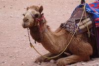 Canon EOS DIGITAL REBEL XSi, 2010:04:11 11:06:13 -- 1/100 sec, f/5.6.  No Flash, Compulsory.3088x2056 Off.