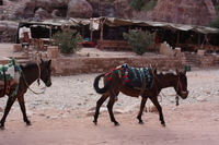 Canon EOS DIGITAL REBEL XSi, 2010:04:11 11:29:34 -- 1/160 sec, f/8.0.  No Flash, Compulsory.3088x2056 Off.