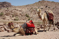 Canon EOS DIGITAL REBEL XSi, 2010:04:11 15:03:50 -- 1/320 sec, f/11.0.  No Flash, Compulsory.3088x2056 Off.