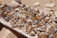 Canon EOS DIGITAL REBEL XSi, 2010:04:11 16:21:19 -- 1/500 sec, f/13.0.  No Flash, Compulsory.3088x2056 Off.