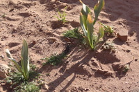 Canon EOS DIGITAL REBEL XSi, 2010:04:11 20:28:39 -- 1/200 sec, f/9.0.  No Flash, Compulsory.3088x2056 Off.