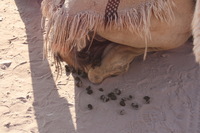 Canon EOS DIGITAL REBEL XSi, 2010:04:11 20:46:45 -- 1/125 sec, f/8.0.  No Flash, Compulsory.3088x2056 Off.