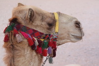 Canon EOS DIGITAL REBEL XSi, 2010:04:11 20:56:05 -- 1/125 sec, f/6.3.  No Flash, Compulsory.3088x2056 Off.